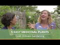 Top 5 Medicinal Plants to Grow in Cold Climates