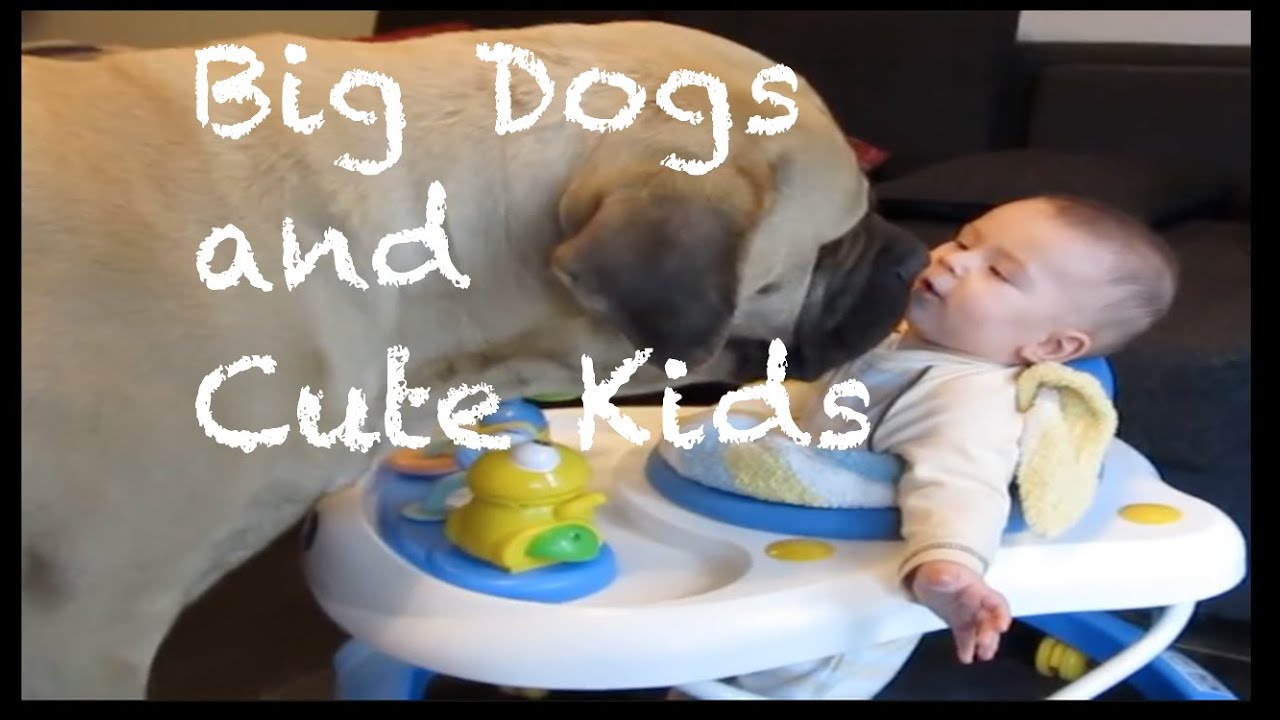 Big Dogs and Cute Kids Compilation