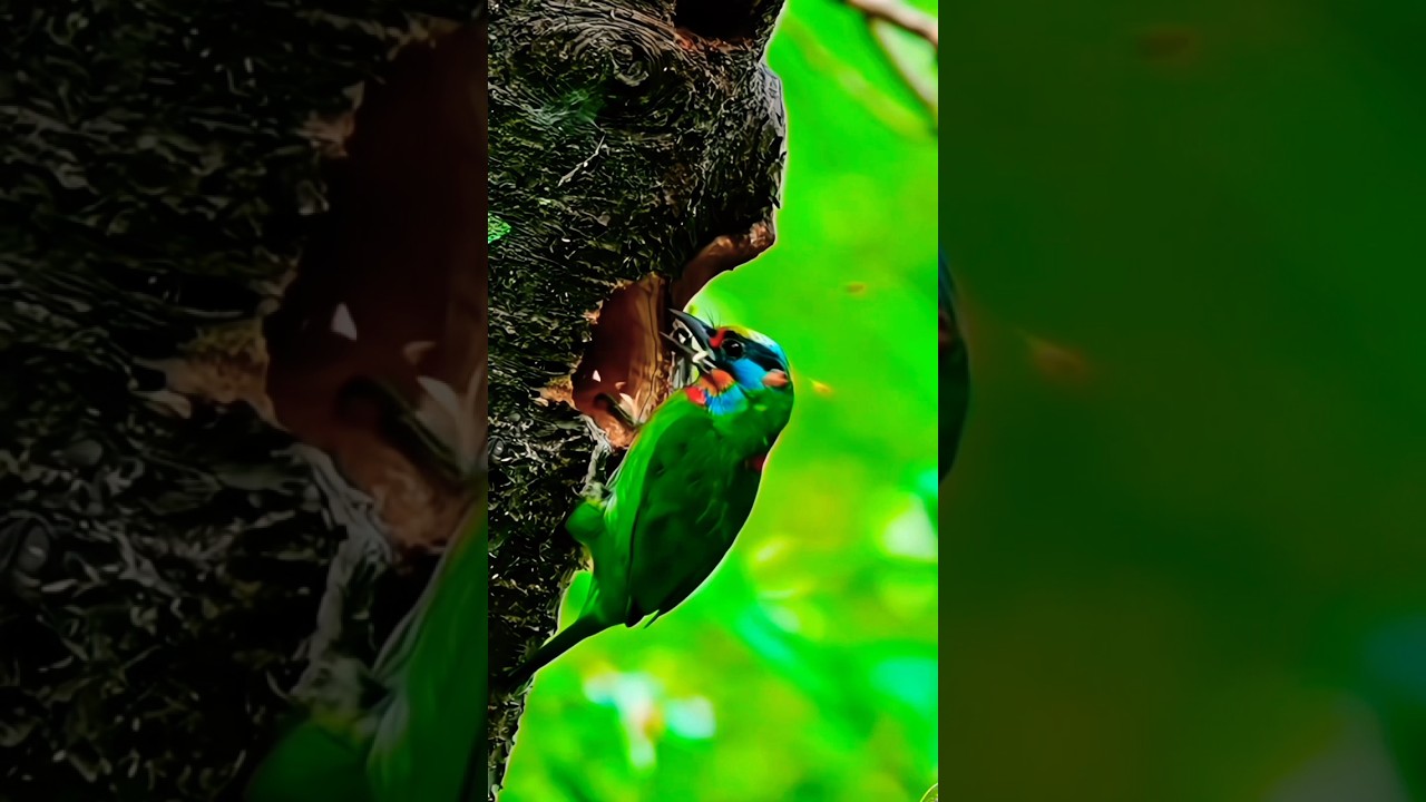 This bird makes a house in the trees and lives there