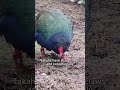 Takahē: The Flightless Bird Once Thought Extinct #Takahē#FlightlessBird#RareBird#EndangeredSpecies