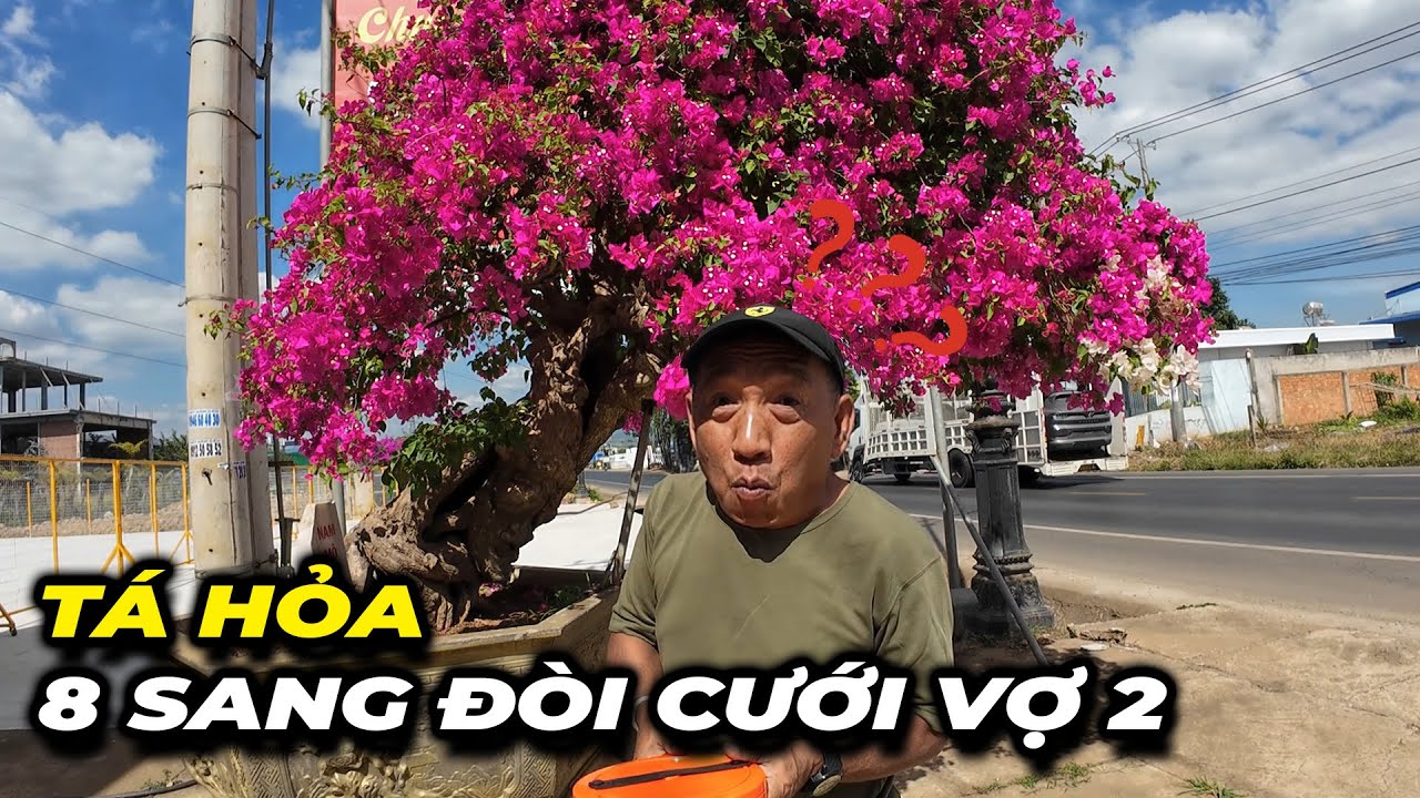 TÁ HỎA 8 SANG ĐÒI CƯỚI VỢ 2 VỚI CÂY VÚ SỮA 1 TỶ - ĐỘC LẠ VIỆT NAM