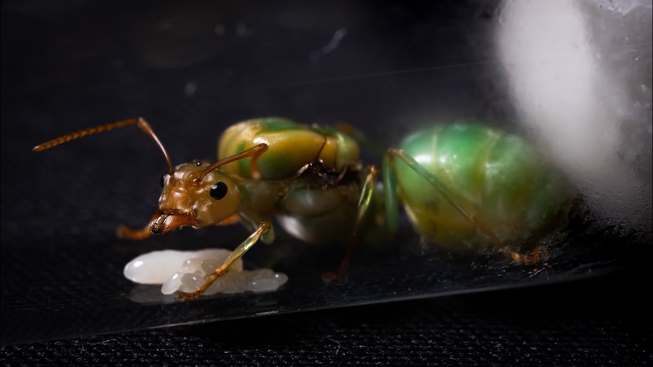 Moje najcenniejsze MRÓWKI! Przegląd wszystkich koloni 🥰