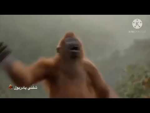 القبقبه للولي والفايدة