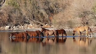 Arizona Wild Horses