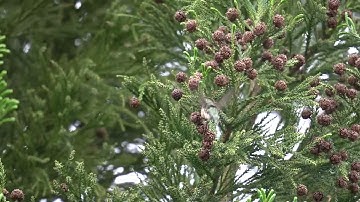 Ruby-throated Hummingbird Gathering Webs for Nest