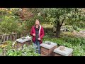 Live von Pias Bienenstand - 25.10. - aus der Gärtnerei