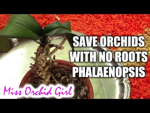 My project to get my rootless orchid it's roots back has begun showing  promise! Suddenly there's 5 roots in total. Just a little worried about the  black spots on it : r/orchids