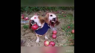 DOG WITH APPLE AMAZING APPLE DOG CORE #appledog #dogmemes #ai #memes #aicompetition #minimaxai