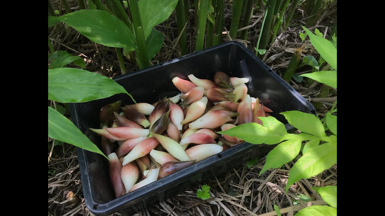 【畑のやさい】みょうがってどんなふうに採るの？ Japanese-ginger buds harvest July2020