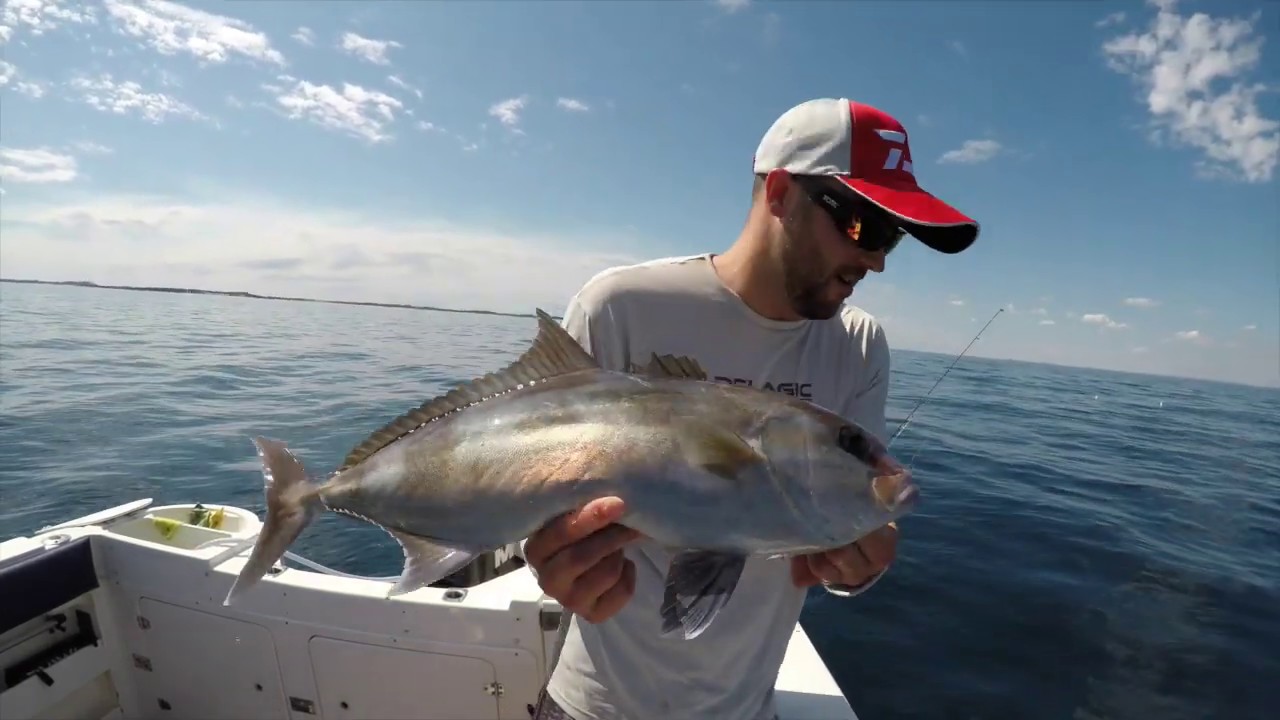Chasing samsonfish with live baits