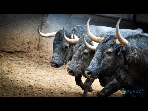 SORTEO | Corrida de toros 4 junio, Victorino Martín