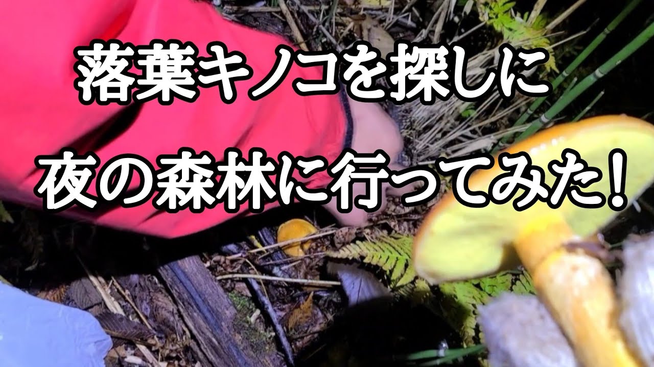 落葉きのこを探しに深夜の森林に行ってみました！ - YouTube