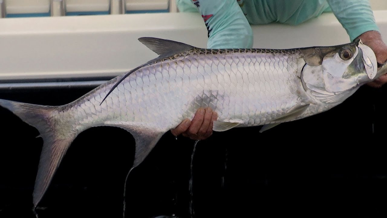 Canal Tarpon Fishing with DOA 2.75 Shrimp and Capt Mark Nichols YouTube