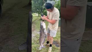 35lb blue cat eats cut bluegill!!! #fishing