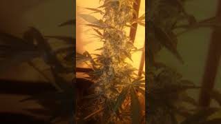 Porc garden 2 strains start week 7 of flower time.for the Dragon force and kahuna big feed 👌