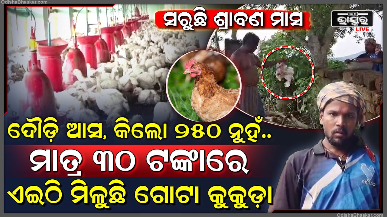 ସରୁଛି ଶ୍ରାବଣ ମାସ, ଦୌଡି ଆସ ଦୌଡି ଆସ... ମାତ୍ର ୩୦ ଟଙ୍କାରେ ଏଇଠି ମିଳୁଛି ଗୋଟା କୁକୁଡ଼ା...