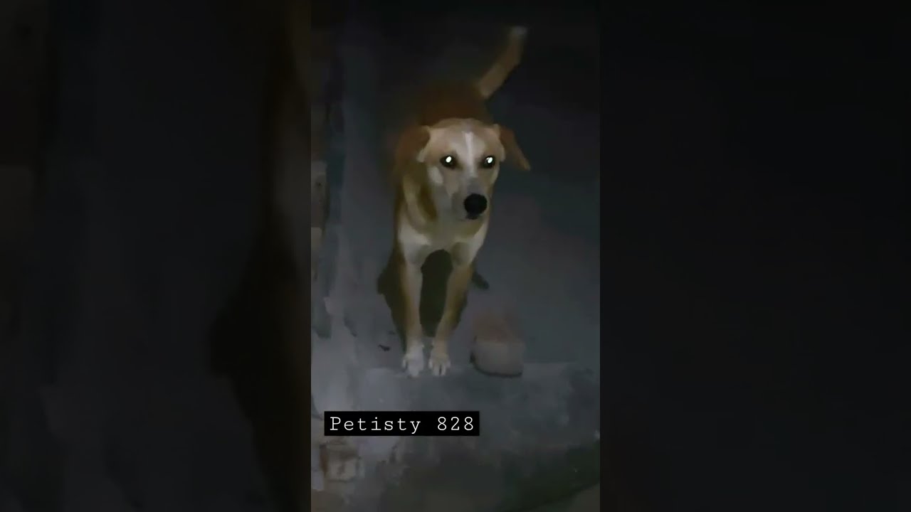 cute and funny dog | funny video | funny dog videos 