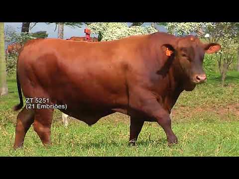 LOTE 1005 | GRAMA 3222