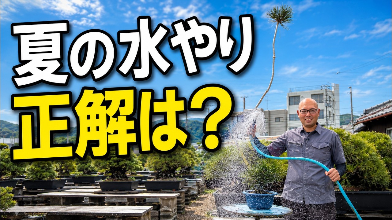 Bonsai Don't Die in Summer Only from Lack of Water｜Watering Tips