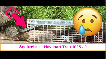 Havahart 1025 Squirrel Trap - So Close Yet So Far