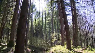 Come vengono sfruttate le foreste?