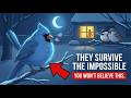 THEY SURVIVE THE IMPOSSIBLE: How Birds Endure the Frozen Night