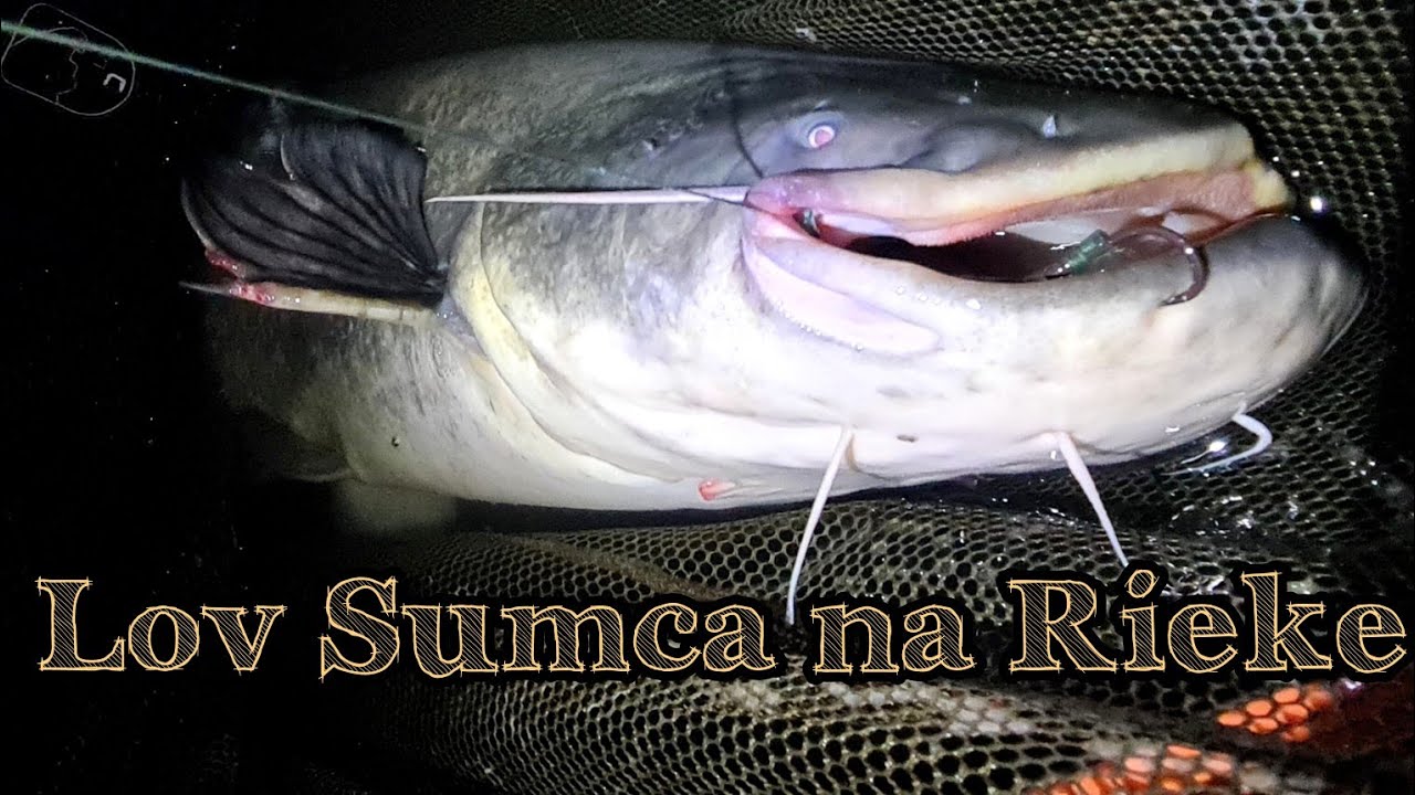 Lov Sumca/Lov na Rieke/Najlepšie Montáže na Sumca?/ Lov na Prívlač 