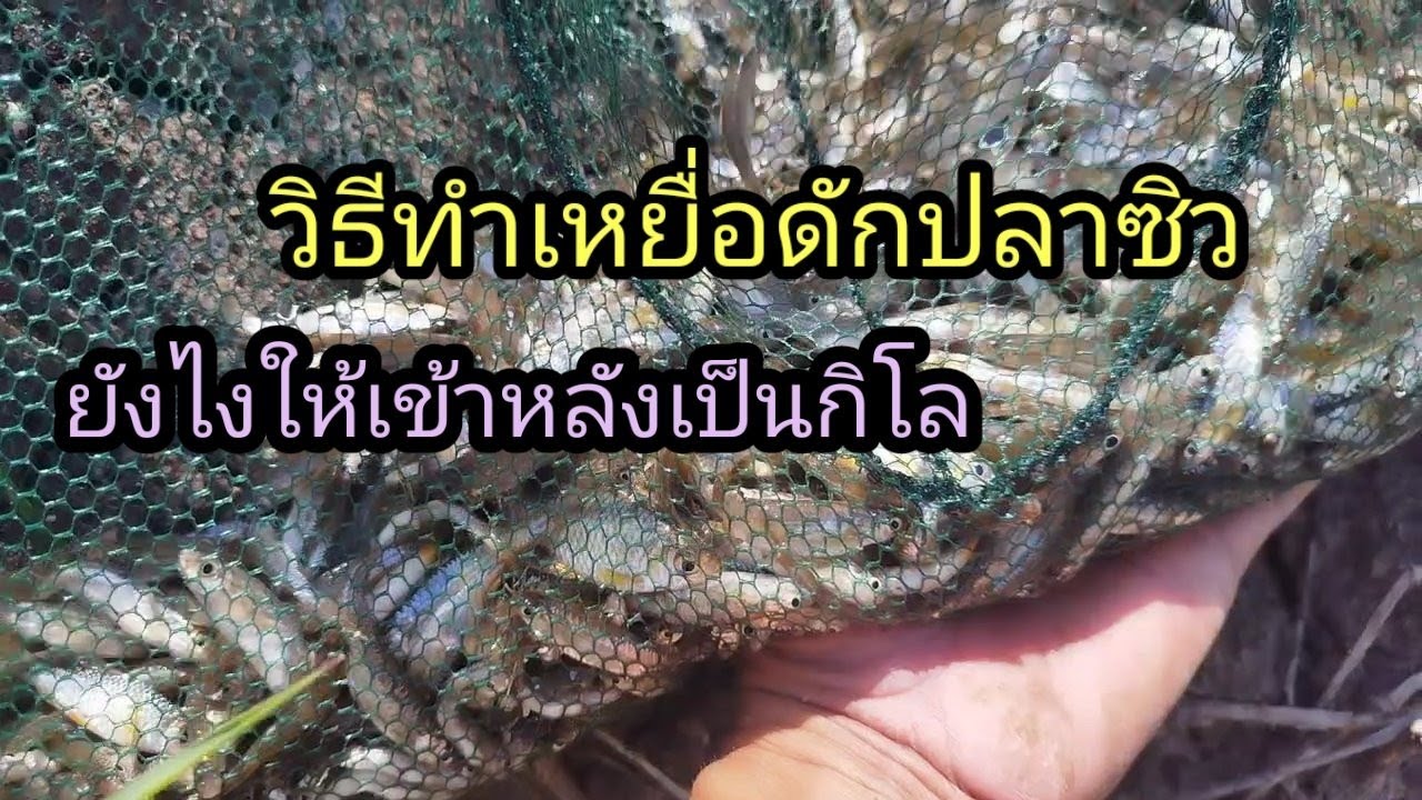 วิธีทำเหยื่อดักปลาซิวยังไงให้เข้าหลังละกิโล