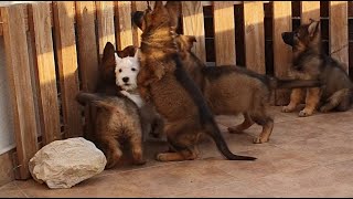 German Shepherds & Westie Terrier