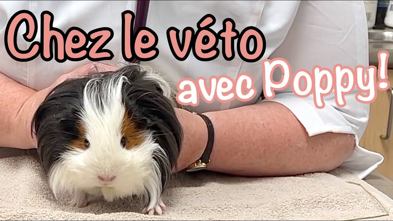 Poppy chez le véto - Vétérinaire exotique ou NAC - Cochon d'Inde