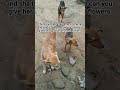 The brown dog has no name and she is pregnant please can you give her a good name and flowers