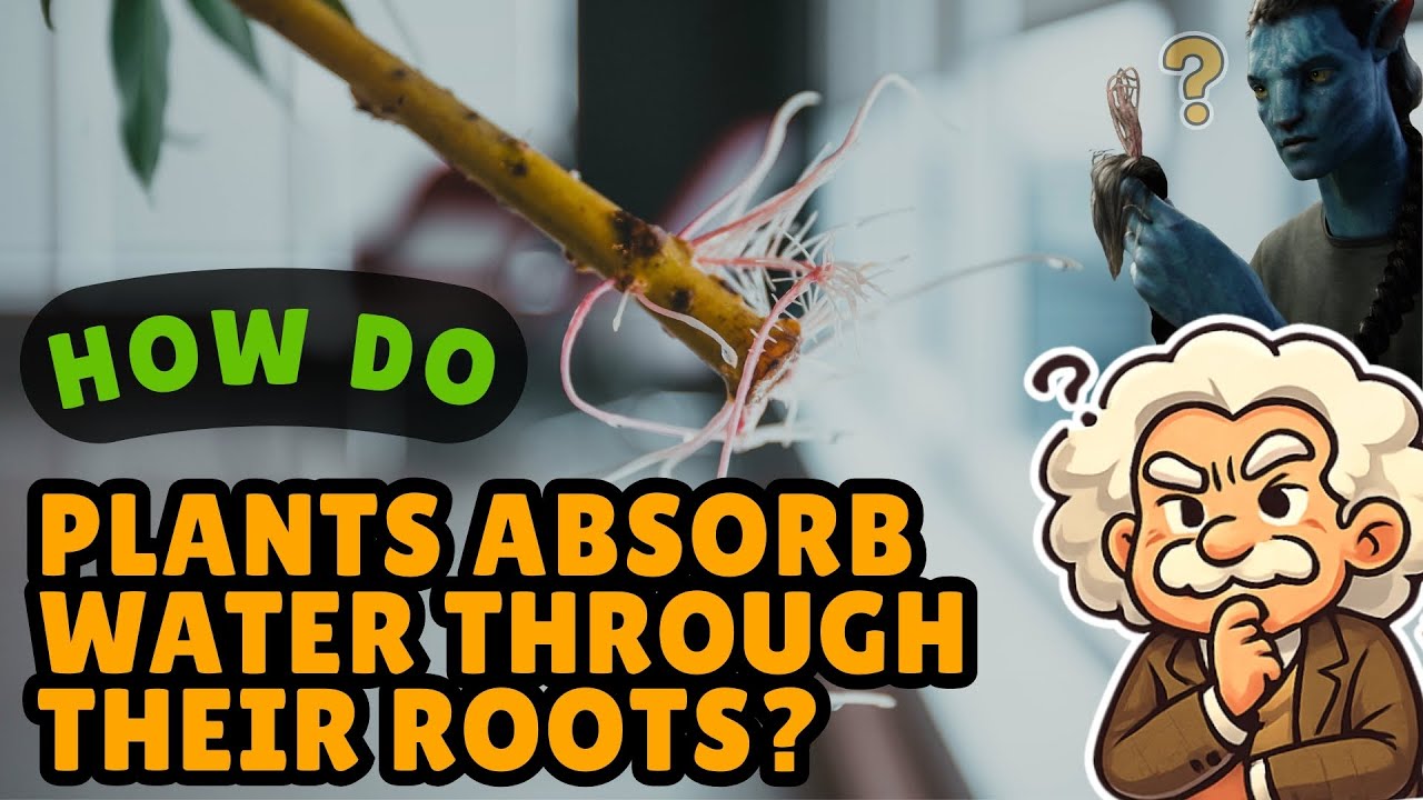 Как растения пьют воду из почвы?