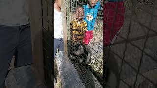 Черно-белый лемур вари любит детей. Антананариву, парк Цимбазаза, Мадагаскар #shorts