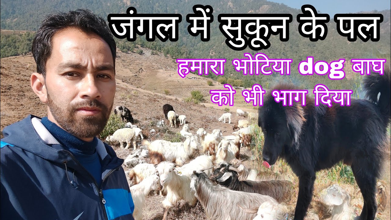 10km pahad Ki Jindagi Vlog 10km-pahad-ki-jindagi-vlog