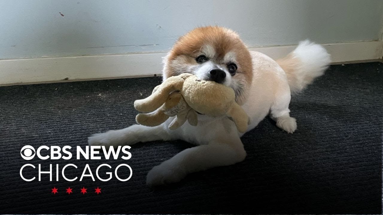 Berwyn family pleads for return of stolen dog