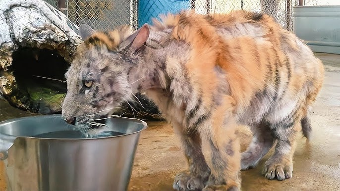 Tiger abused by circus troupe, suffering from illness, is rescued, and after 8 months, he is in a... - YouTube