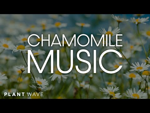 Chamomile Music - Relaxing Plant Music with PlantWave