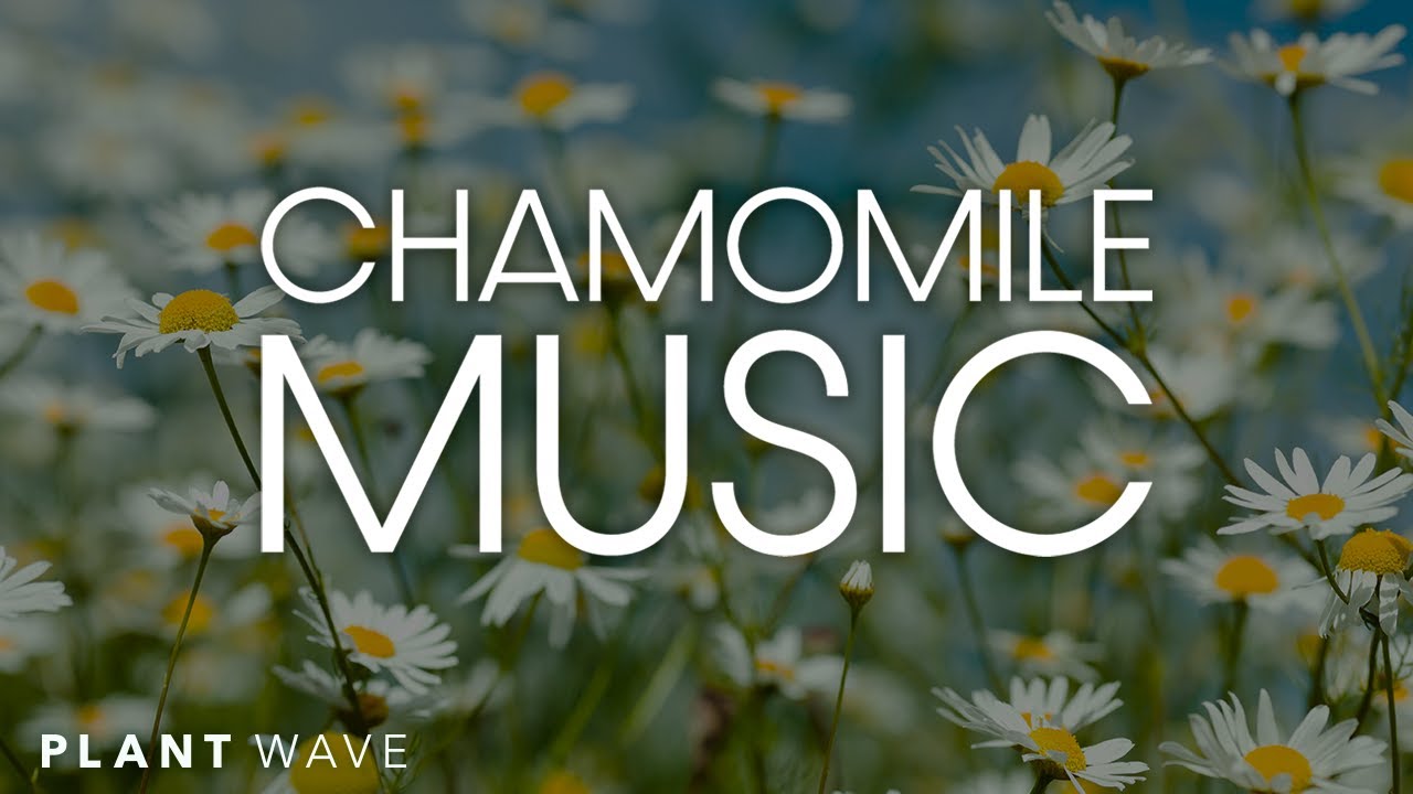 Chamomile Music - Relaxing Plant Music with PlantWave