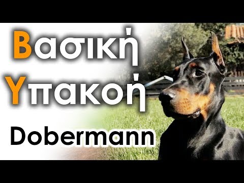 Βίντεο: Πώς να ταΐσετε ένα κουτάβι Doberman