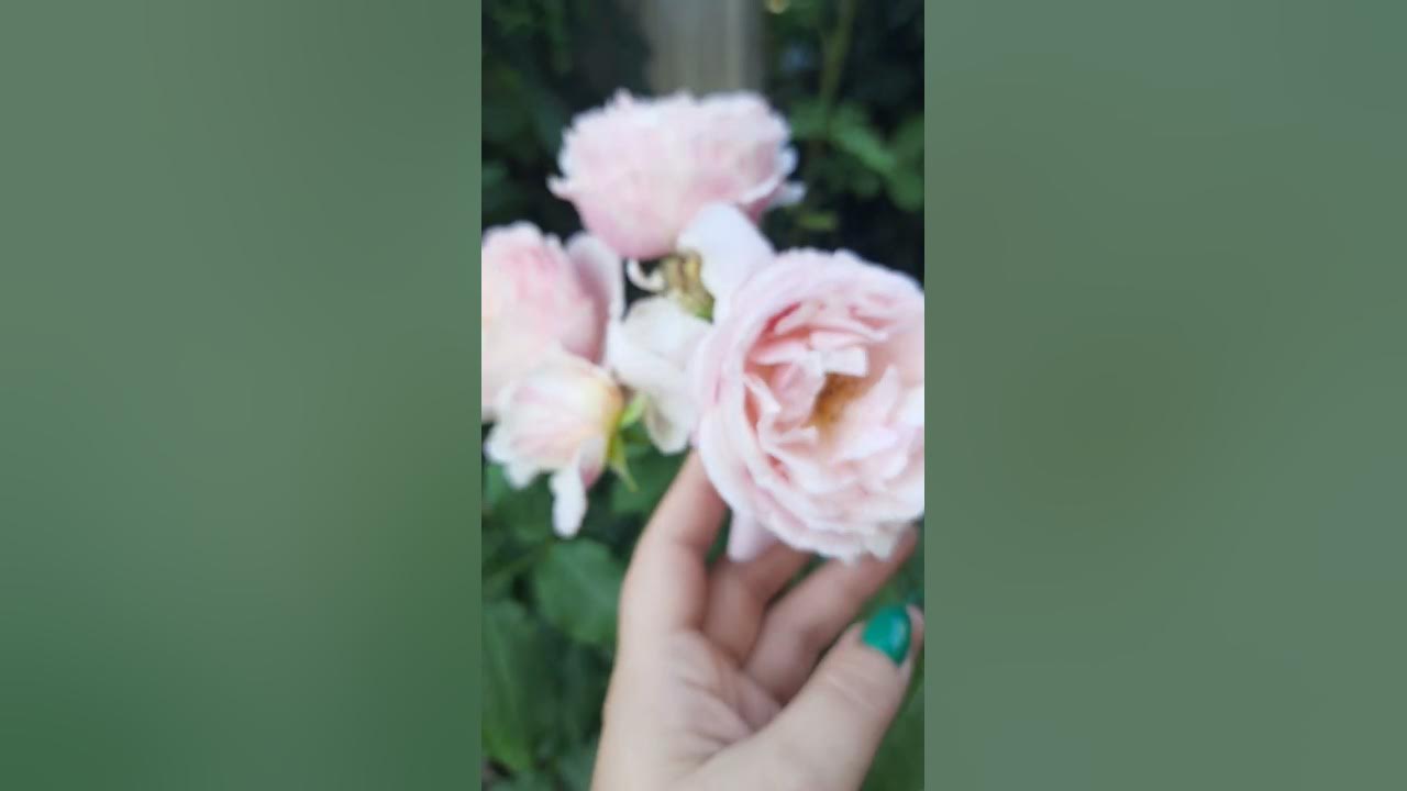 Роза Бийе ду - YouTube