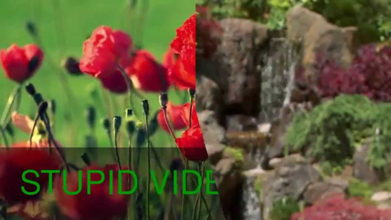 stupid flowers YouTube