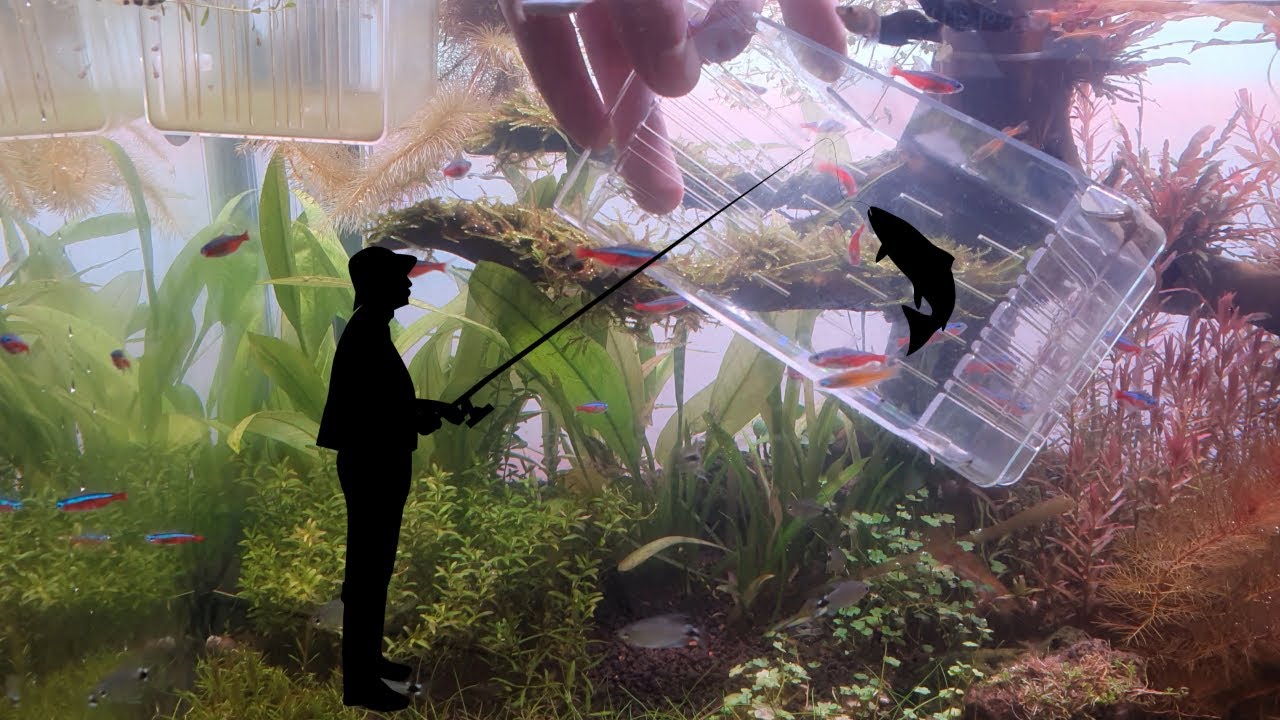 How to easily catch fish in an aquarium (especially when there are a ...