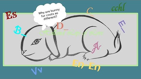 The Basics of Holland Lop Fur Coat Genetics