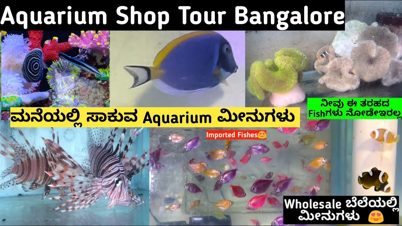 Imported Fishes For Sale Best Price In Bangalore Best Aquarium Shop