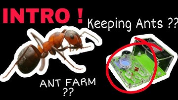 INTRODUCTION TO ANT KEEPING ( English Subtitles ) | MY FIRST VIDEO |