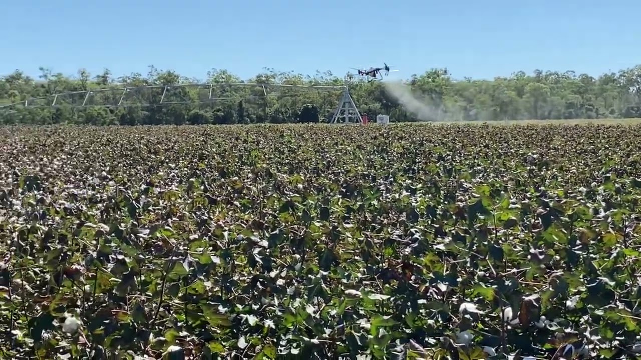 DJI T40 spraying cotton Fields