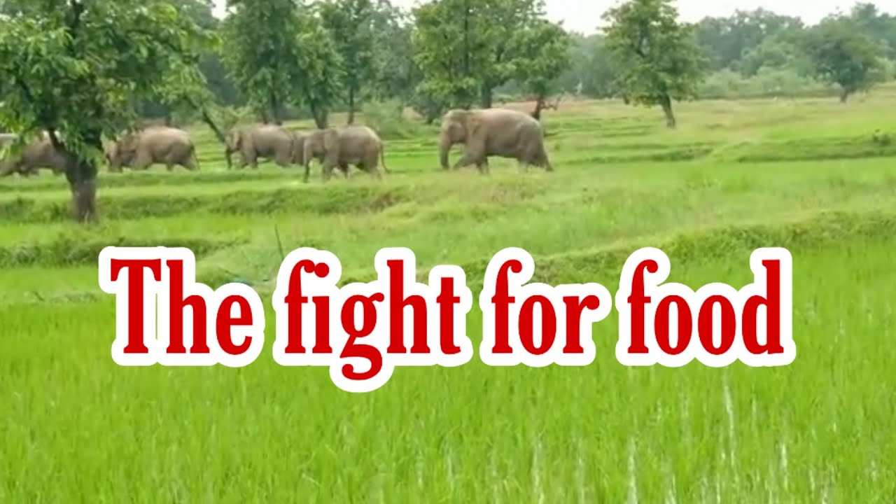 The fight for food  ! September 08 2019