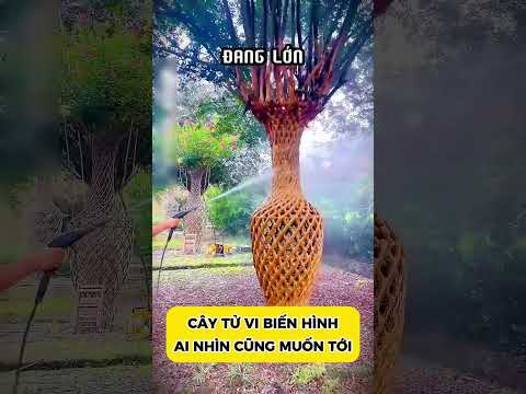 CÂY TỬ VI BIẾN HÌNH AI NHÌN CŨNG MUỐN TỚI
