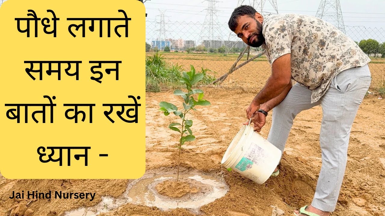 What is the proper way to plant? पौधे लगाने का सही तरीका क्या है?