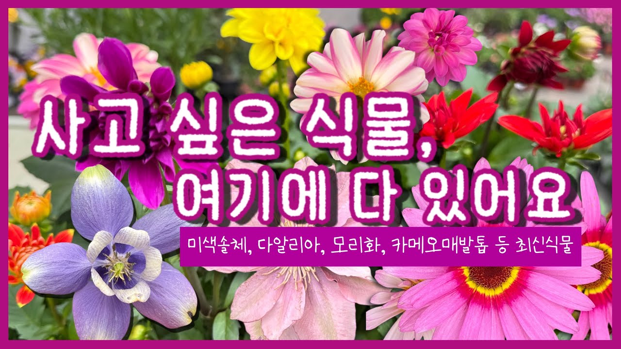 쉿! 아는 사람만 심는다는 '그 꽃' 등장 🌿 3월 꽃 쇼핑, 여기서 끝내세요! 🌸 마당부터 베란다까지 '인생 꽃' 100종 역대급 입고! 지금 놓치면 꼬박 1년 기다립니다! ⏳